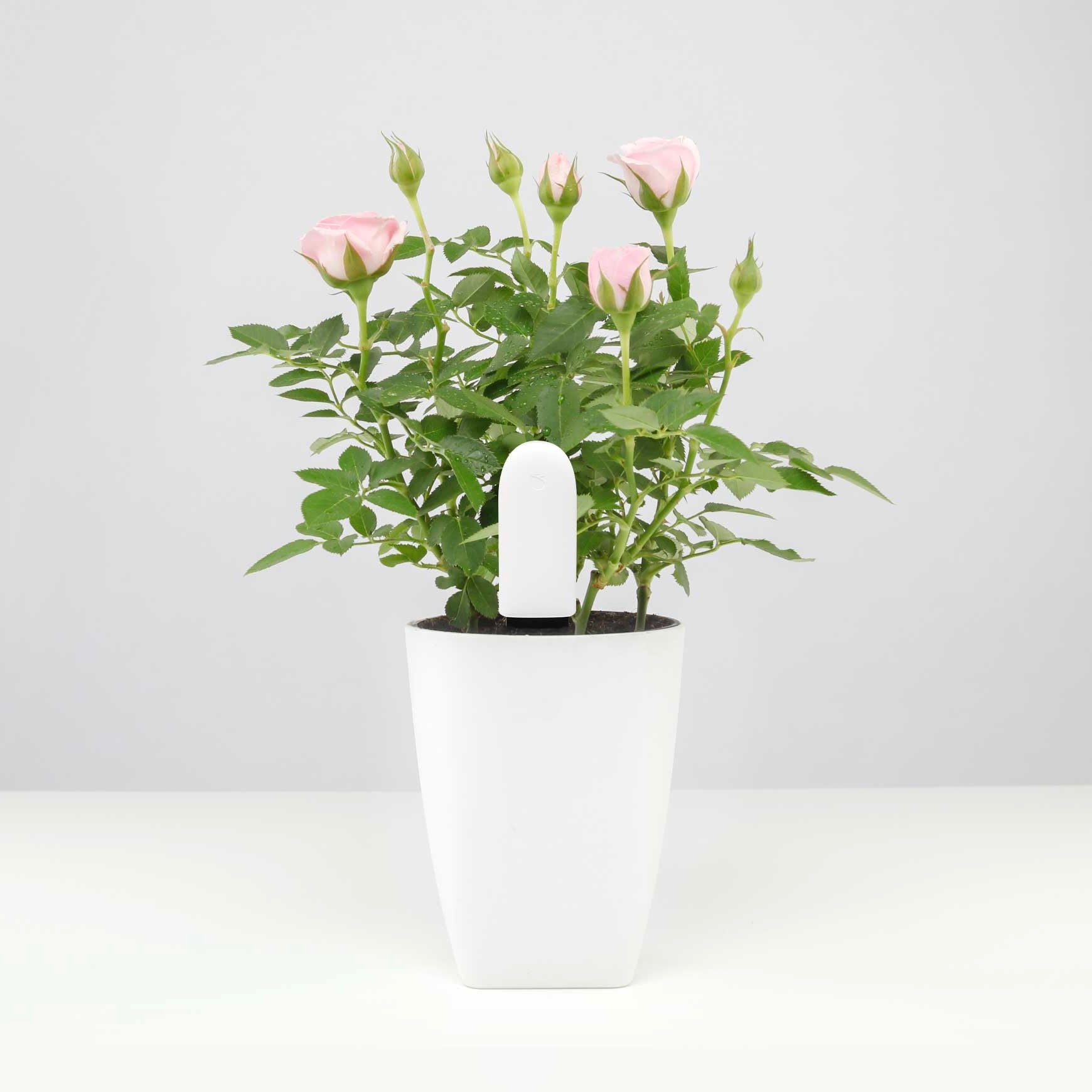 Flower Care™ Smart Monitor- DesignNest Europe – DesignNest Europe